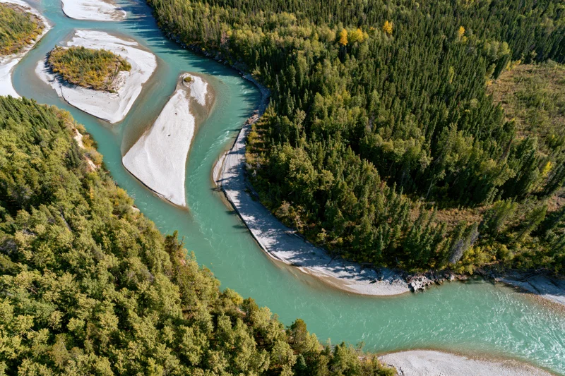 Aerial top-down view of a glacial turquoise river meandering through a dense forested valley with sandbars and autumn foliage