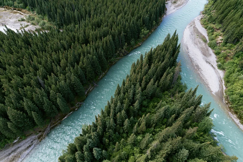Aerial top-down view of a glacial turquoise river winding through a dense conifer forest in a mountain valley