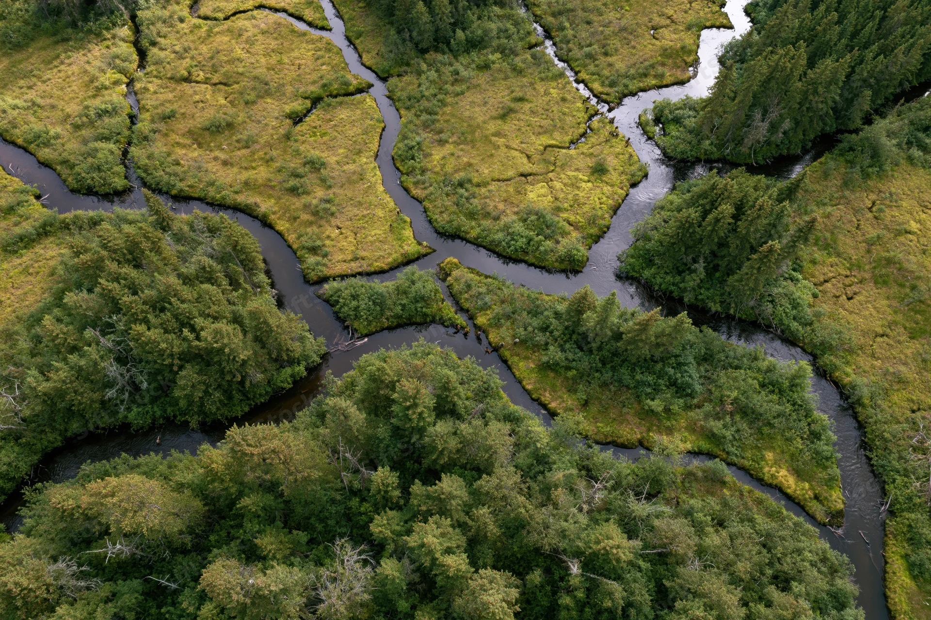 Aerial top-down view of a meandering river delta surrounded by dense green forest and wetlands