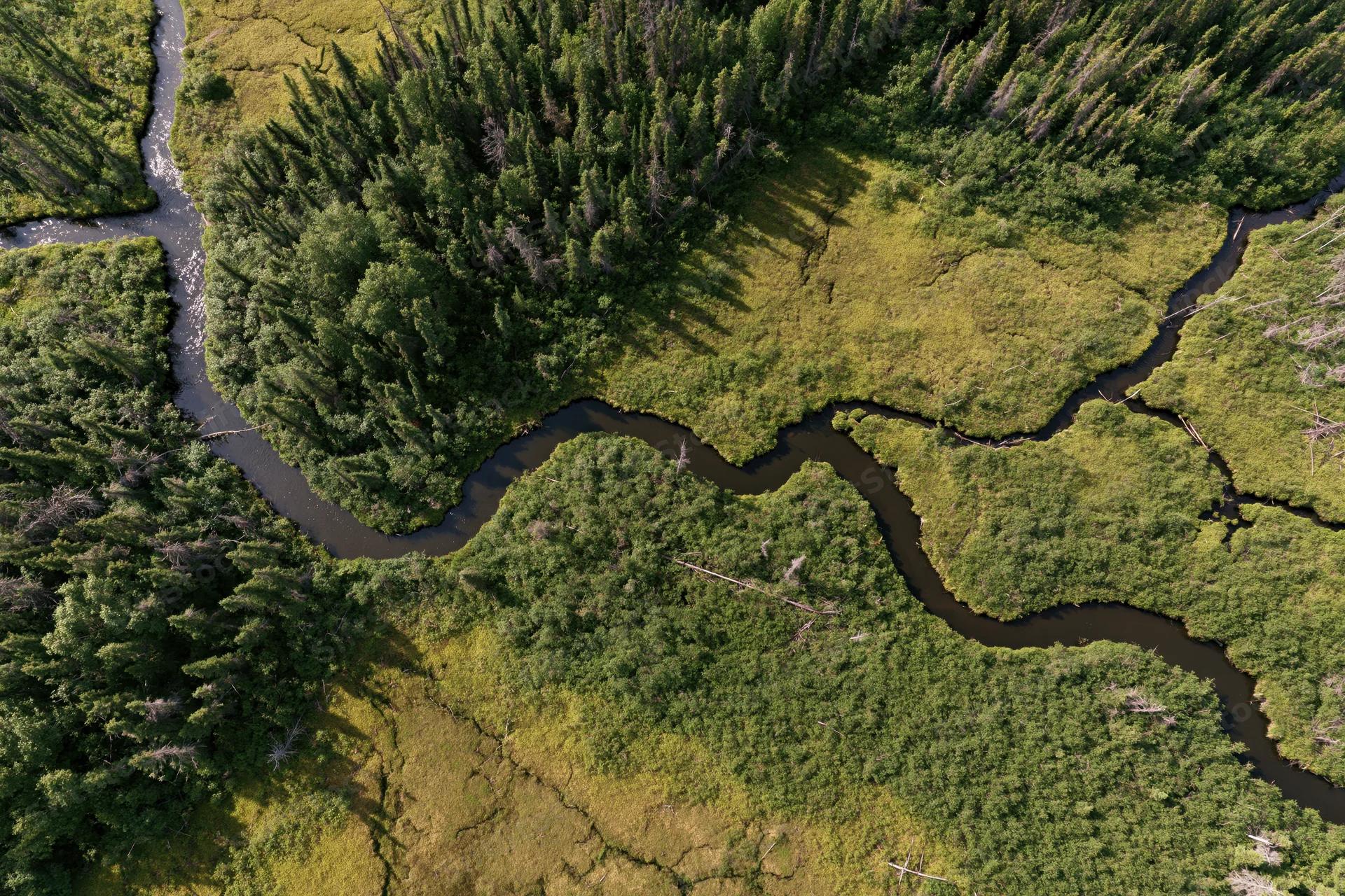 Aerial top-down view of a meandering river delta winding through dense forest and wetlands