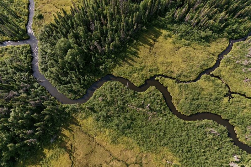 Aerial top-down view of a meandering river delta winding through dense forest and wetlands