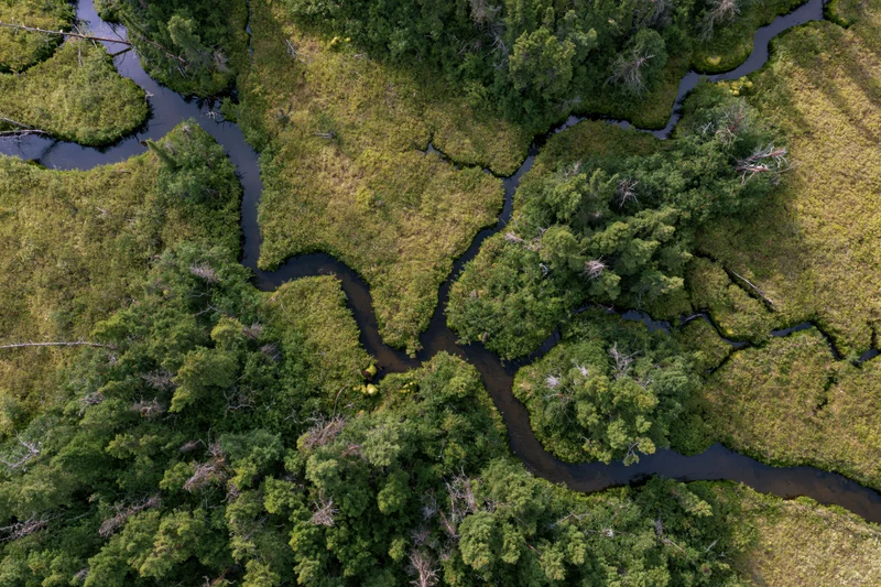 Aerial top-down view of a meandering river delta winding through dense green forest and wetlands