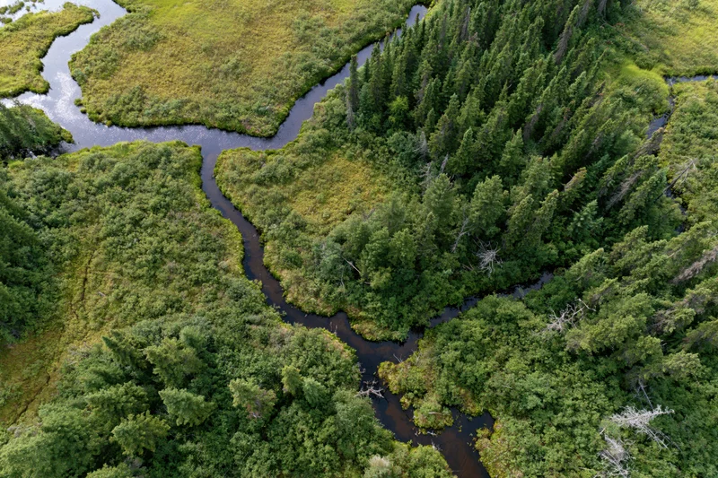 Aerial top-down view of a meandering river delta winding through dense green forest and wetlands