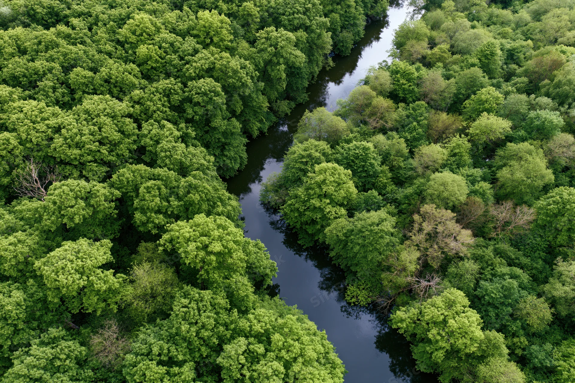 Aerial top-down view of a narrow winding river cutting through dense green forest canopy