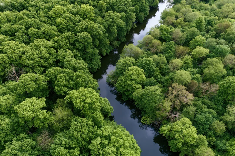 Aerial top-down view of a narrow winding river cutting through dense green forest canopy