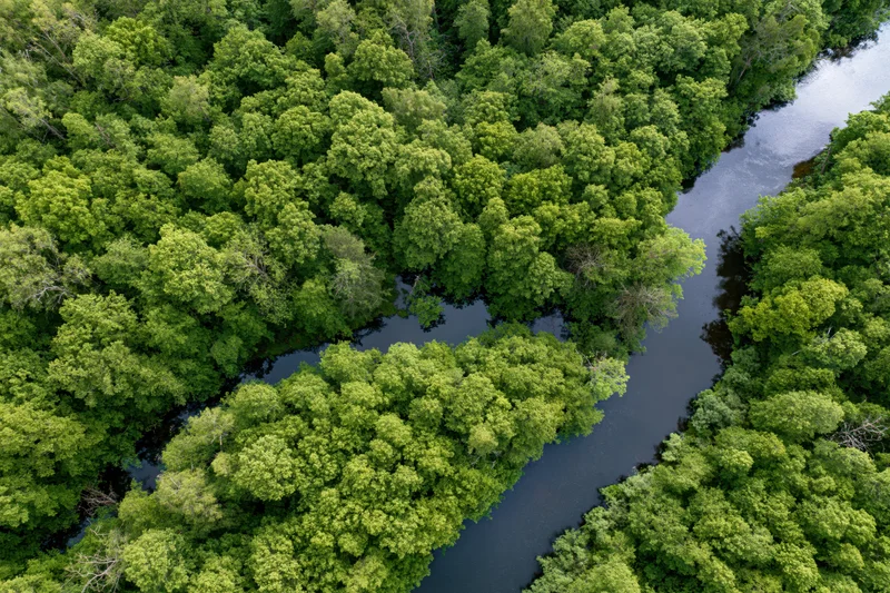 Aerial top-down view of a winding river cutting through dense green forest canopy