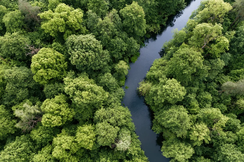 Aerial top-down view of a narrow winding river cutting through dense green forest canopy