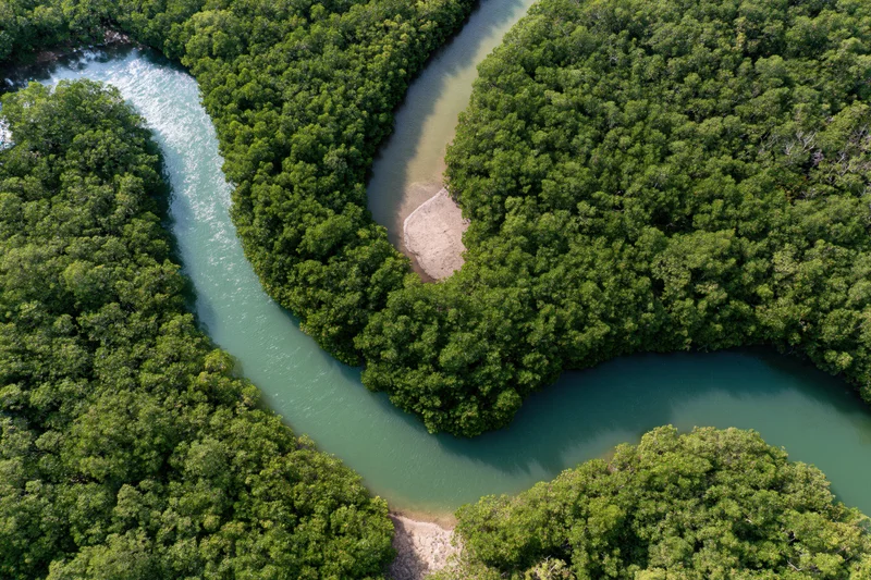 Aerial top-down view of a winding river through dense mangrove forest