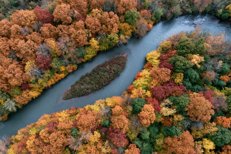 Aerial top-down view of a winding river splitting around a small island surrounded by autumn forest with colorful foliage