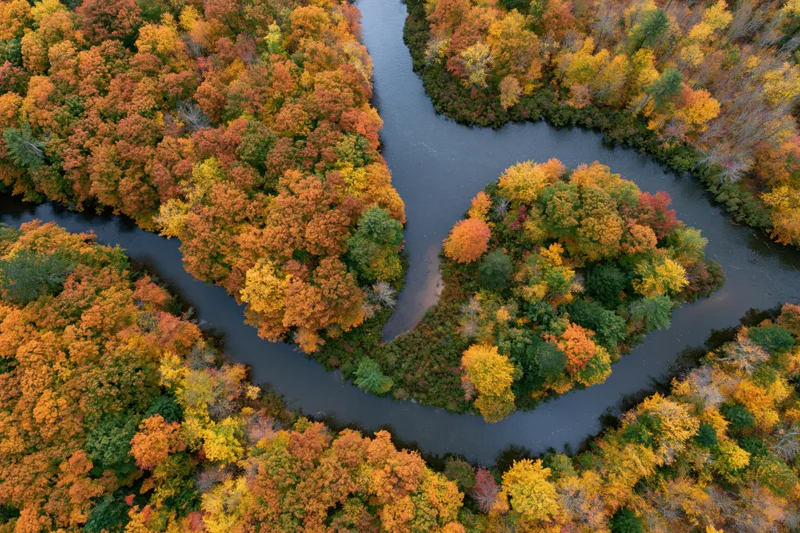 Aerial top-down view of a winding river splitting around a forested island in autumn foliage