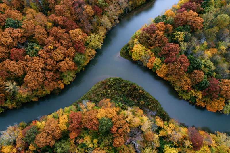 Aerial top-down view of a winding river splitting around an island surrounded by autumn forest foliage