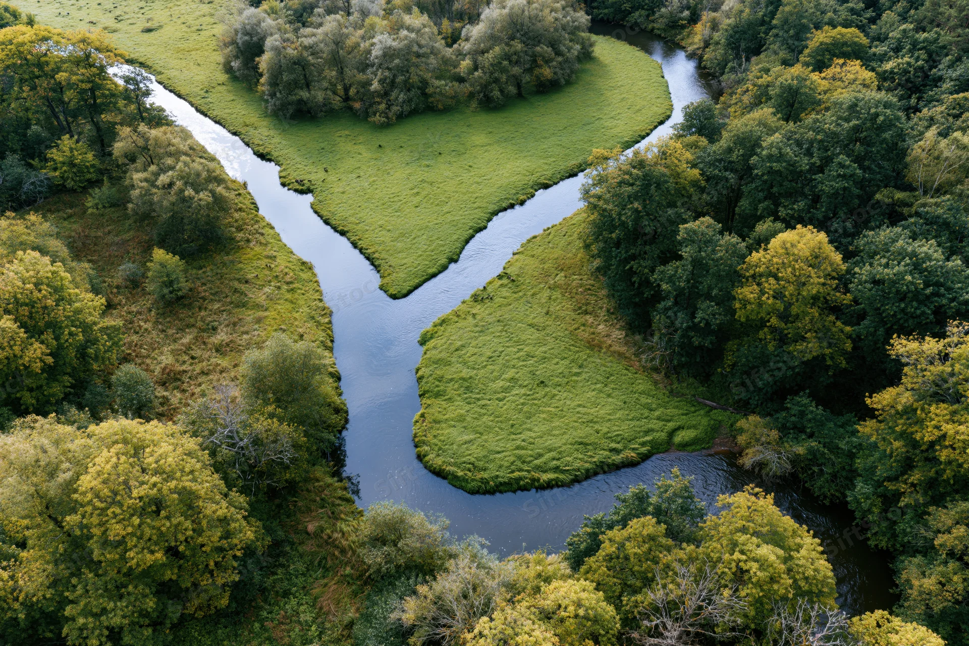 Aerial view of a winding river splitting into two meanders through green forest and meadow