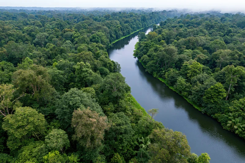 Aerial view of a winding dark river cutting through dense tropical rainforest canopy