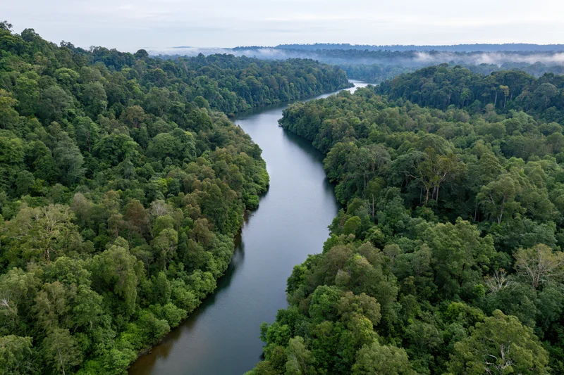 Aerial view of a winding river cutting through dense tropical forest