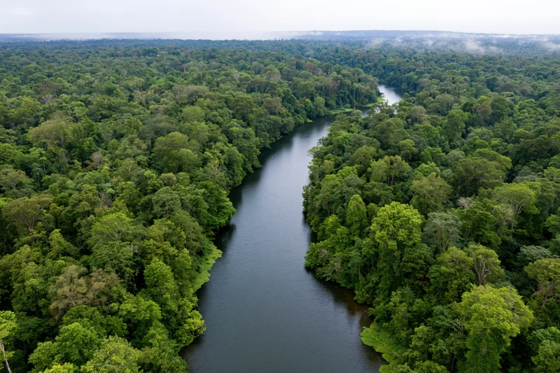 Aerial view of a winding dark river cutting through dense tropical rainforest canopy