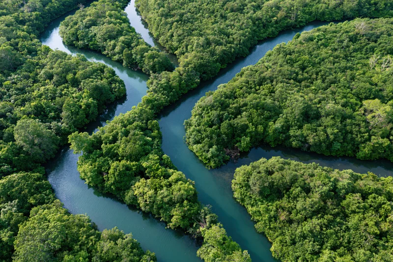 Aerial view of a winding river snaking through dense tropical forest