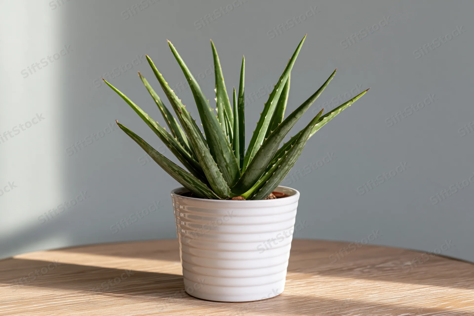 Aloe vera plant in white ribbed pot on wooden table with sunlight and shadow