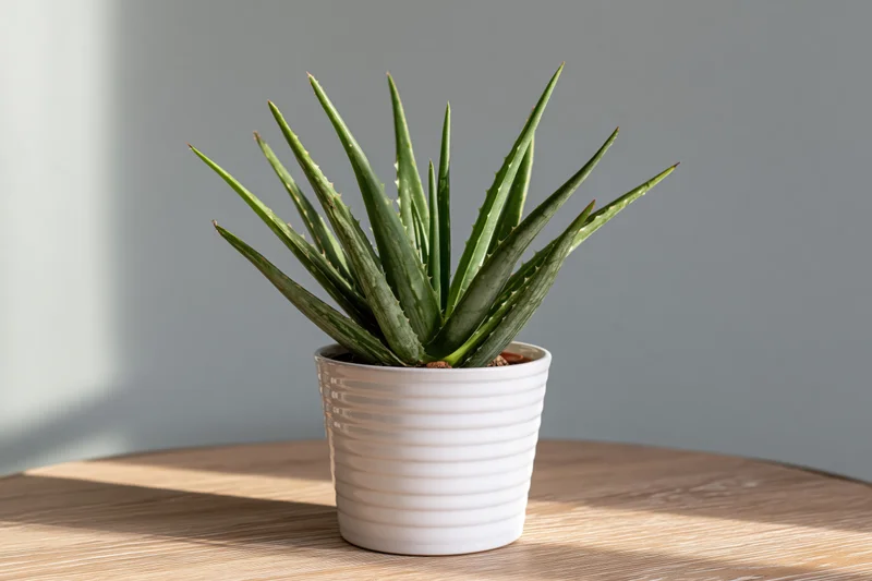 Aloe vera plant in white ribbed pot on wooden table with sunlight and shadow