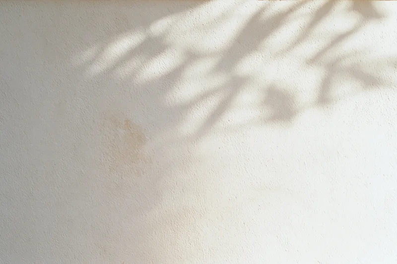 Sunlight casting leaf shadows on a bare plaster wall
