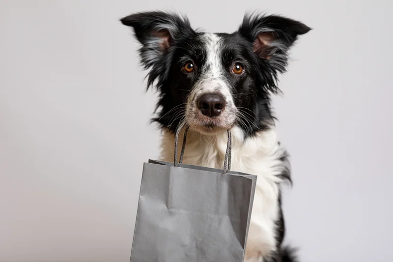 Border collie sitting upright holding a grey paper shopping bag in studio