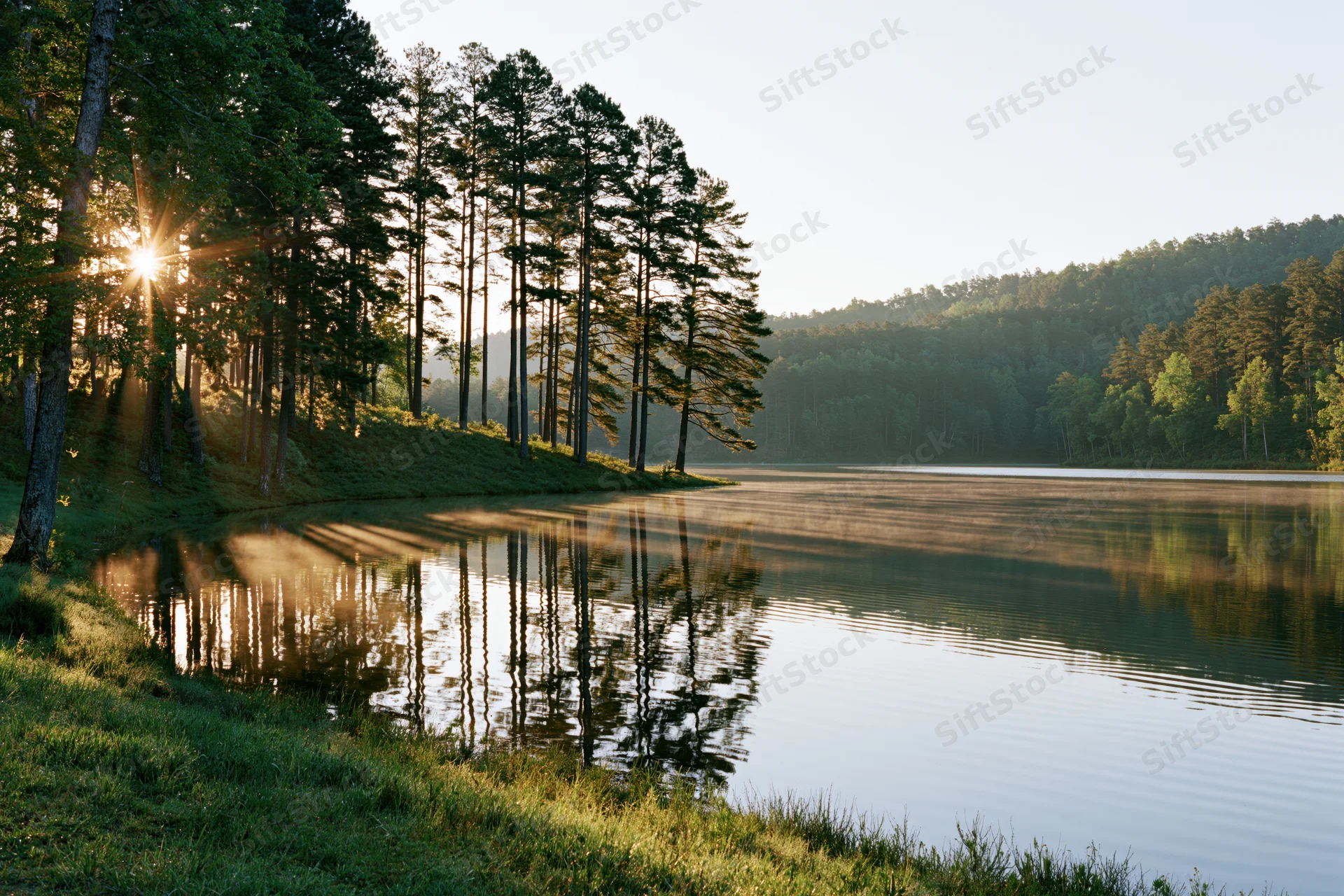 Calm lake reflecting tall pine trees along a grassy shoreline at sunrise