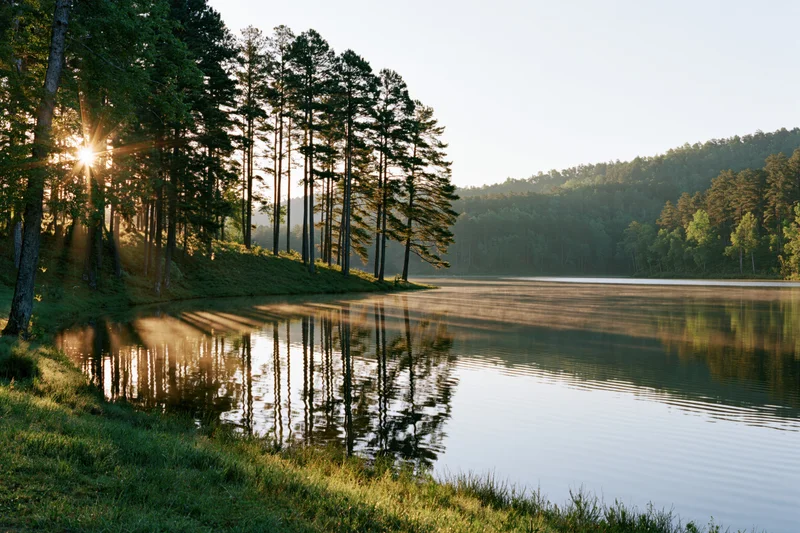 Calm lake reflecting tall pine trees along a grassy shoreline at sunrise
