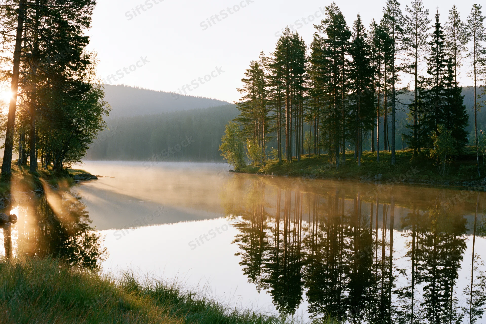 Calm lake reflecting tall pine trees along a grassy shoreline at sunrise