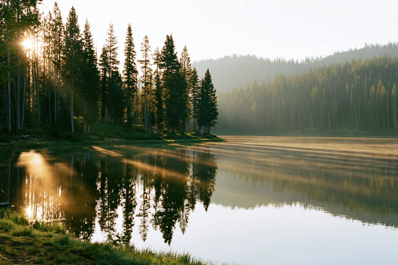 Calm lake reflecting tall pine trees along a grassy shoreline at sunrise