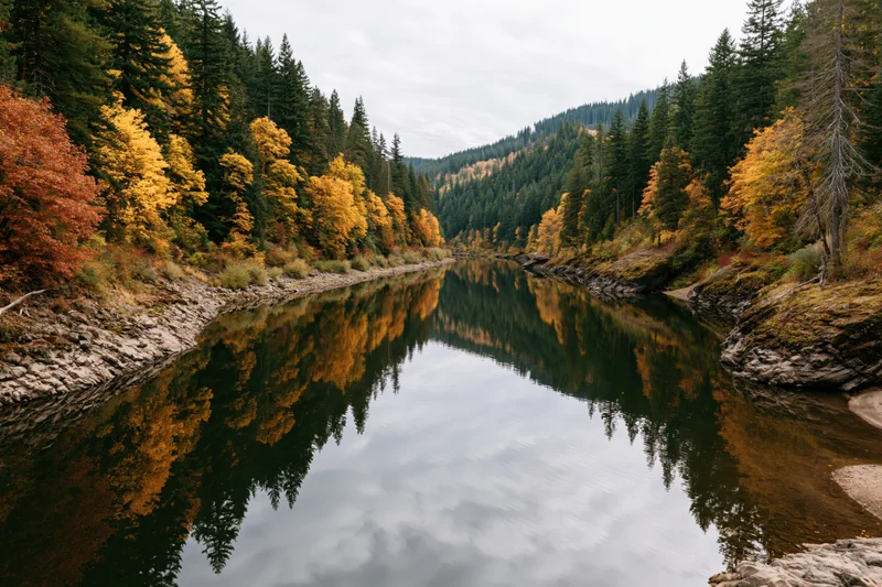Calm river reflecting autumn trees in pacific northwest forest