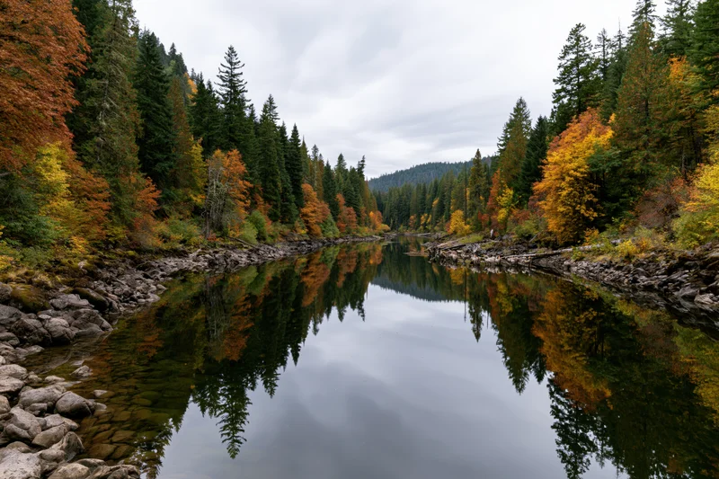 Calm river reflecting autumn forest trees in pacific northwest landscape