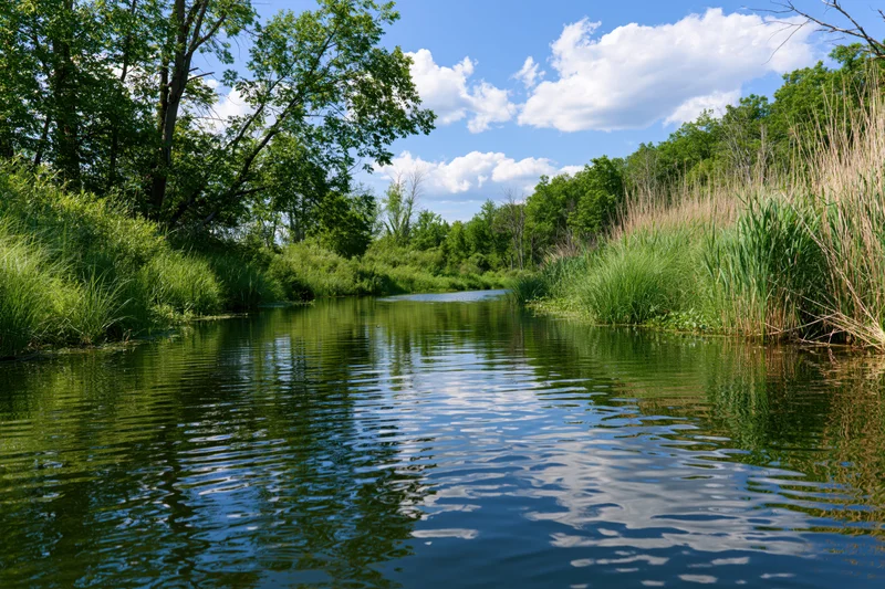 Calm river winding through lush green wetland vegetation under blue sky with clouds