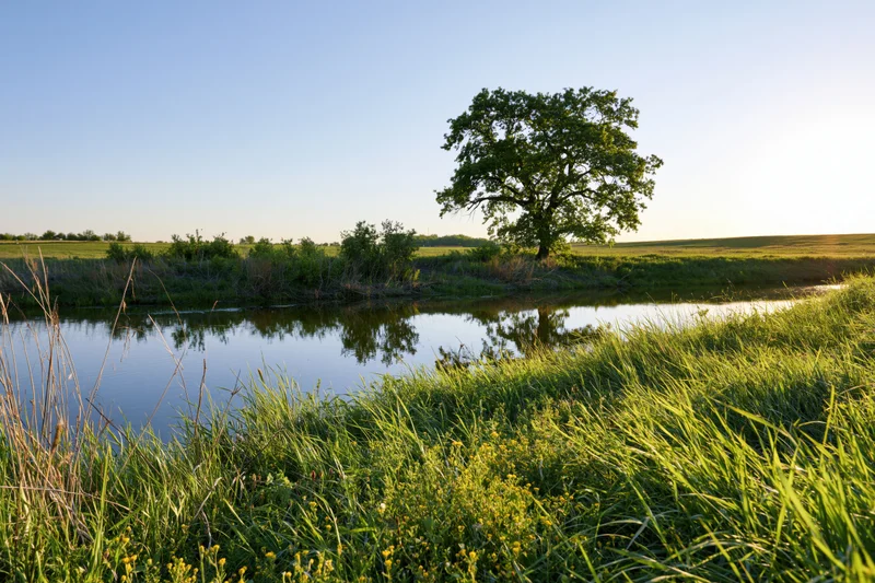 Calm rural river reflecting a lone tree in spring meadow landscape