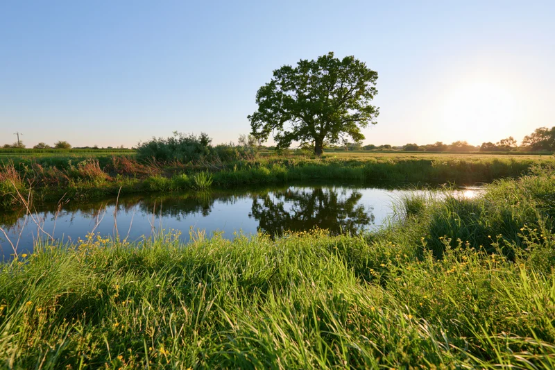 Calm rural river reflecting a lone tree in spring meadow landscape