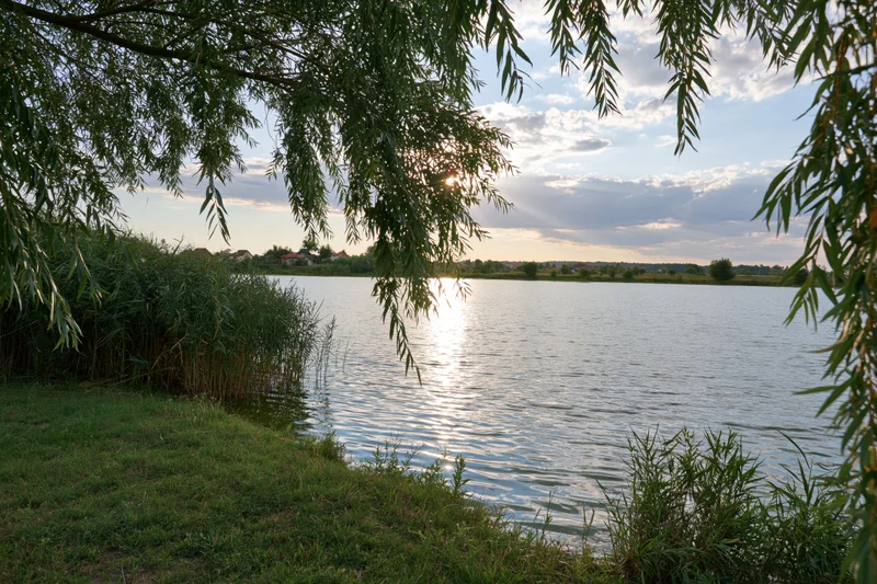 River reflecting sunset light through willow branches along grassy shore