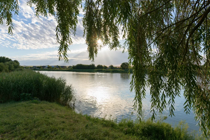 Calm river reflecting sunlight through willow branches in rural landscape