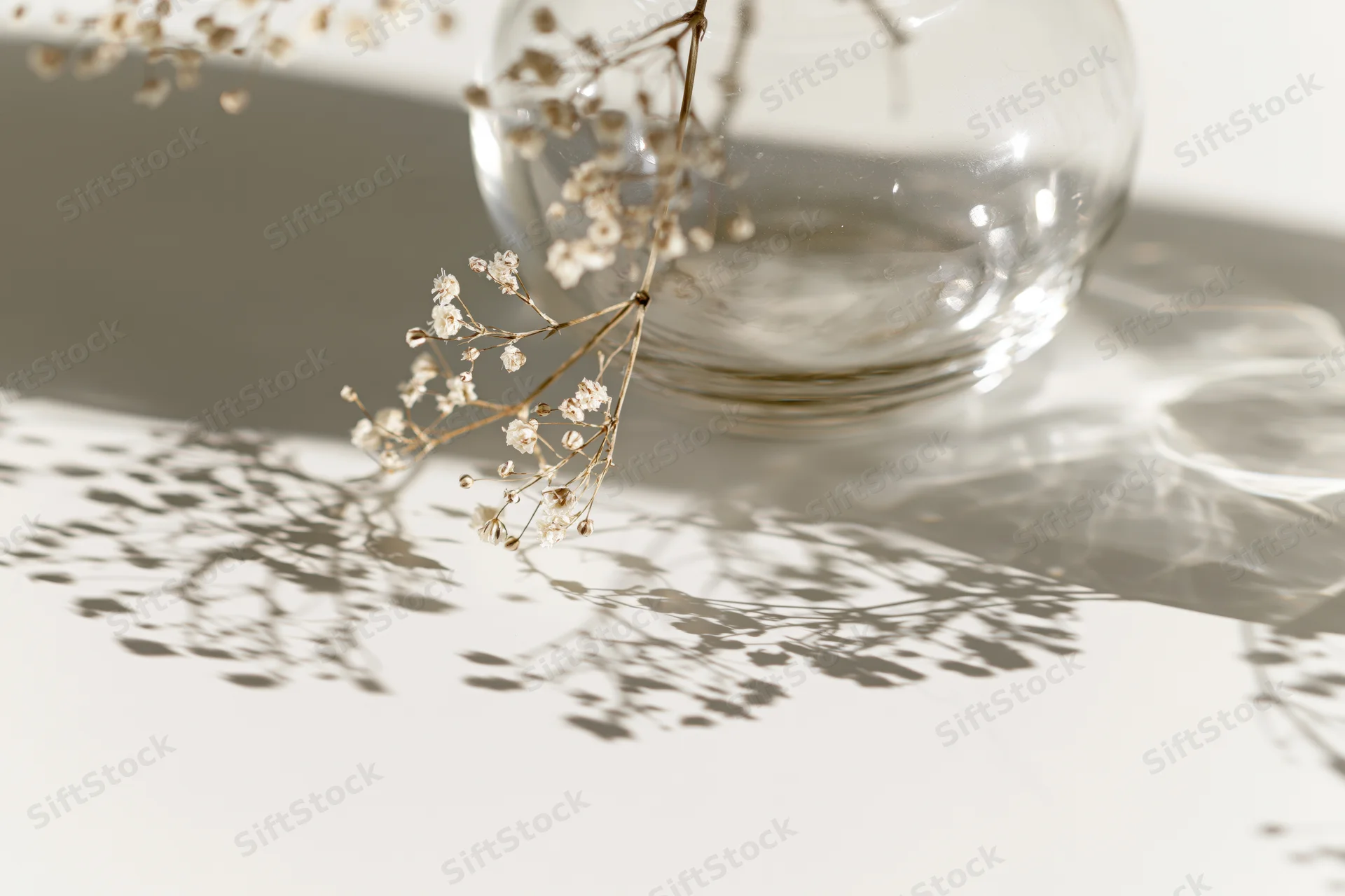 Dried baby's-breath flowers in a clear glass vase casting delicate shadows on a white surface