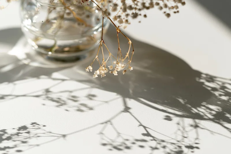 Dried baby's-breath flowers in a clear glass vase casting delicate shadows on a white surface in soft sunlight