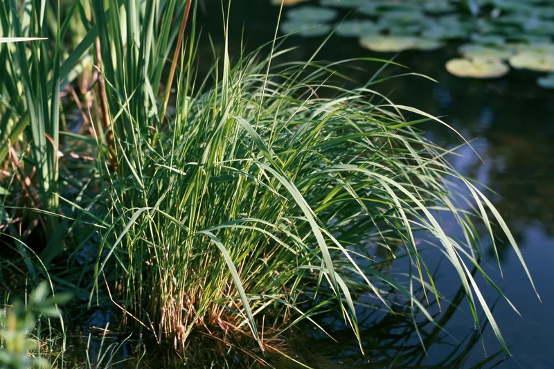 Clump of tall marsh grass growing at the edge of a still pond with waterlily pads floating nearby