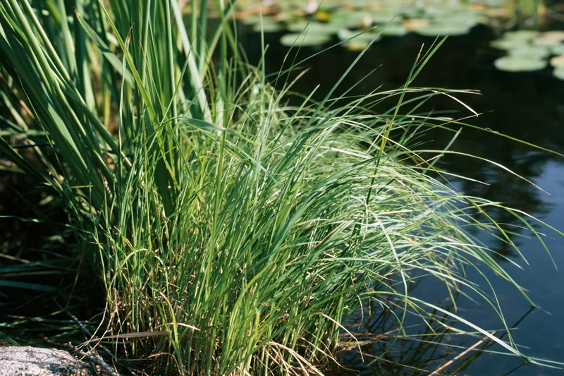 Clump of tall marsh grass growing at the edge of a still pond