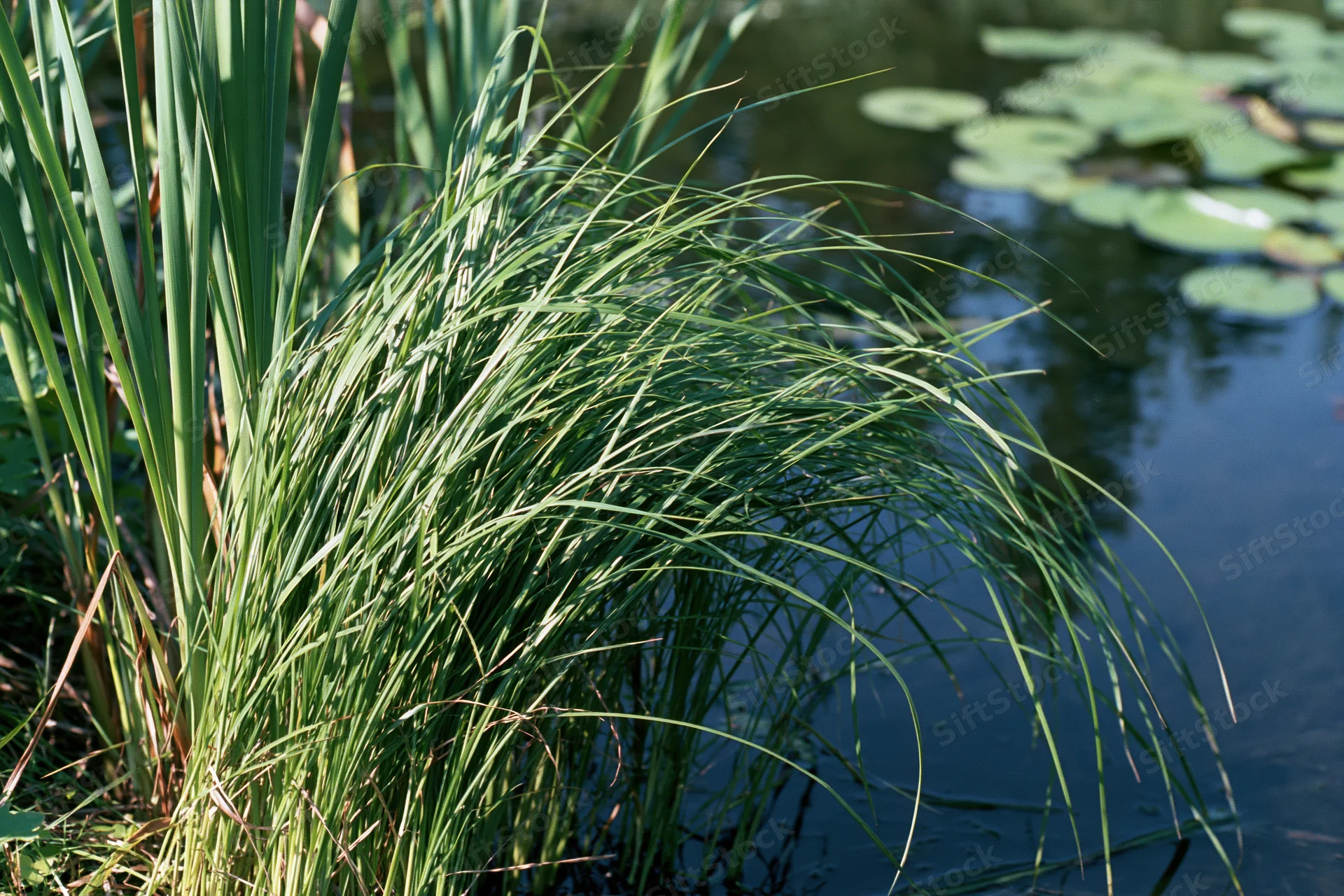 Clump of tall marsh grass growing at the edge of a still pond with lily pads floating on the water surface