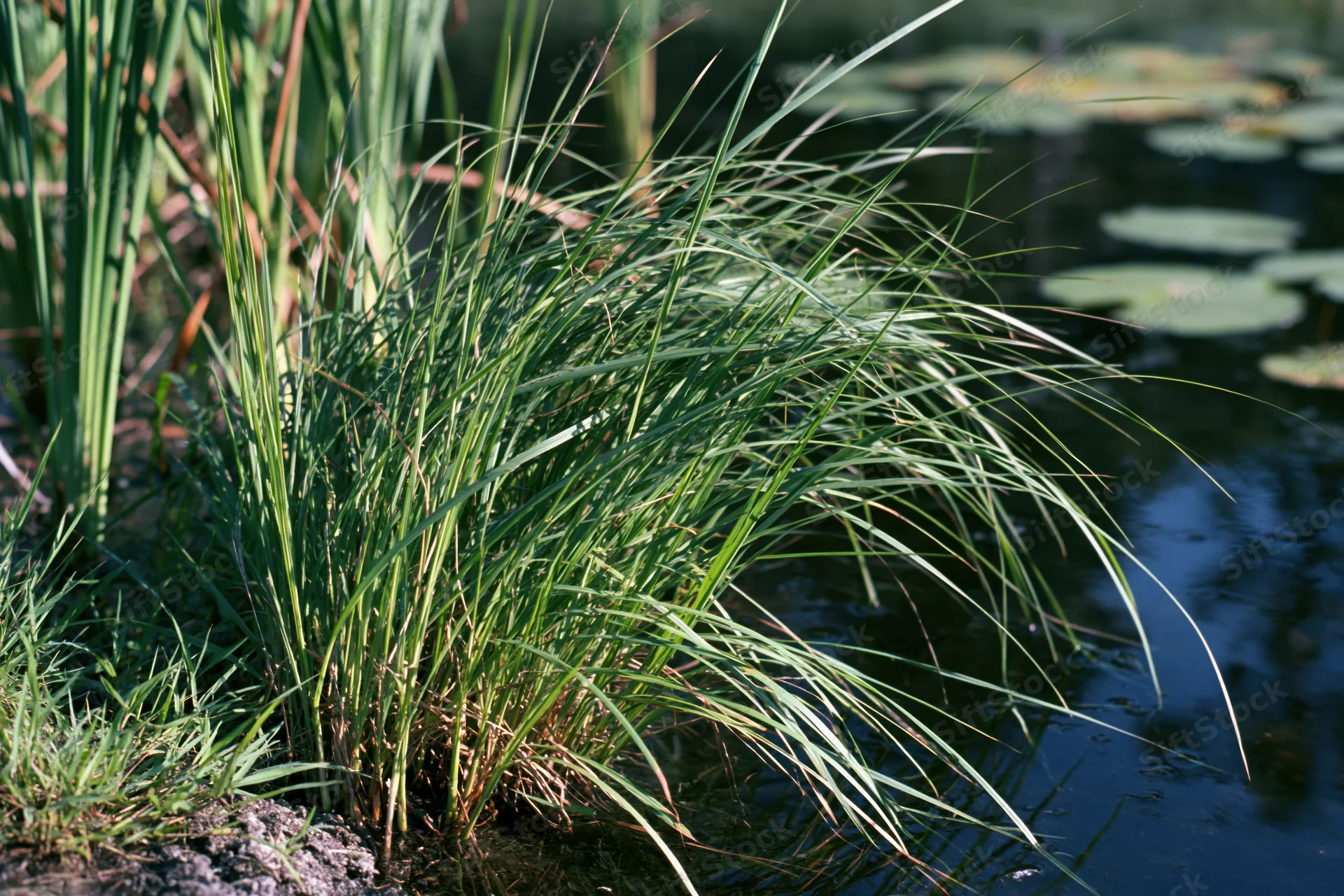 Clump of tall marsh grass growing at the edge of a still pond