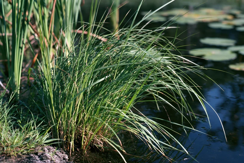 Clump of tall marsh grass growing at the edge of a still pond