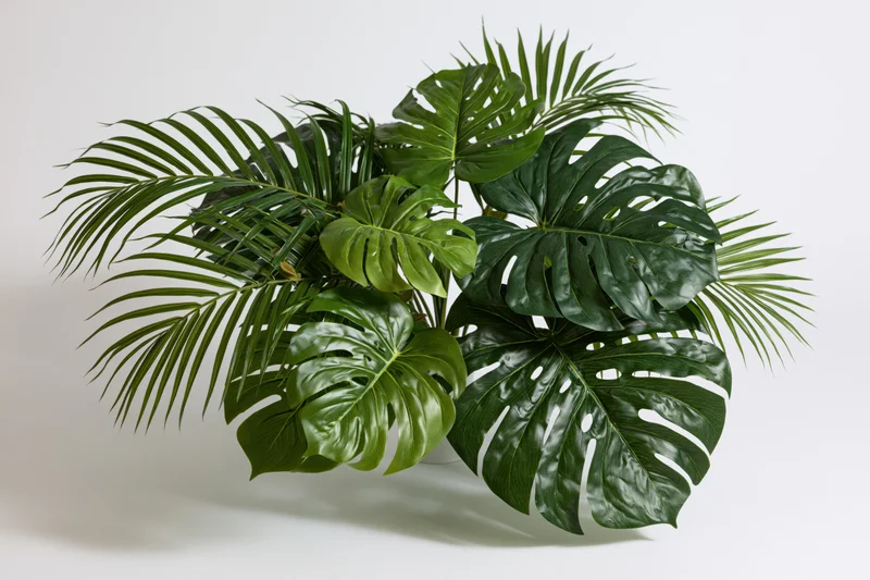 Cluster of monstera and philodendron leaves arranged in a loose bouquet on white background