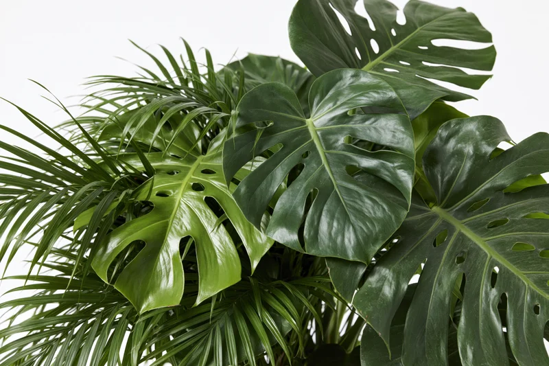 Cluster of monstera and philodendron leaves arranged in a loose bouquet against white background