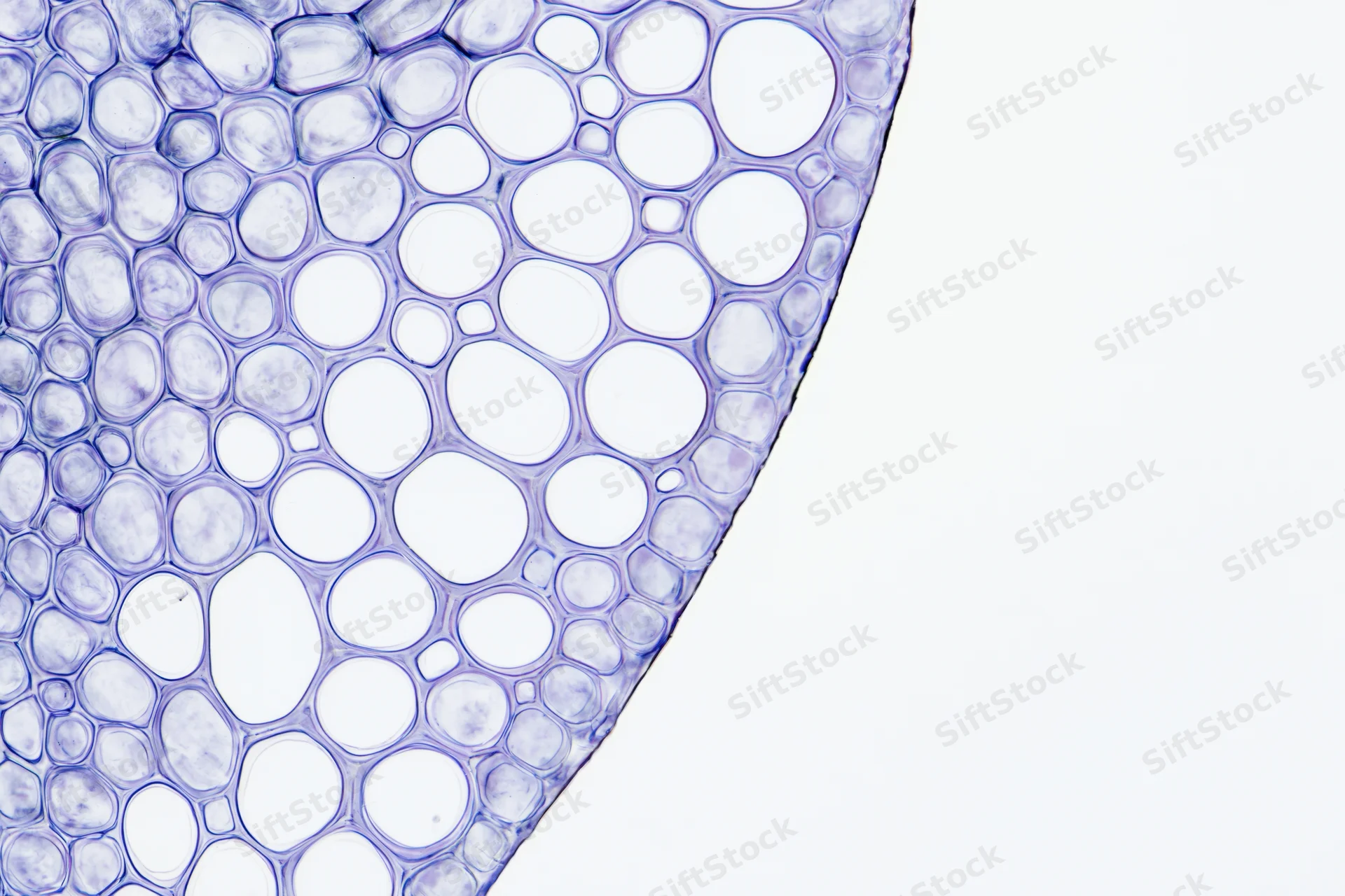 Cross-section of a plant stem showing cellular structure under light microscopy