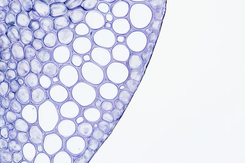 Cross-section of a plant stem showing cellular structure under light microscopy