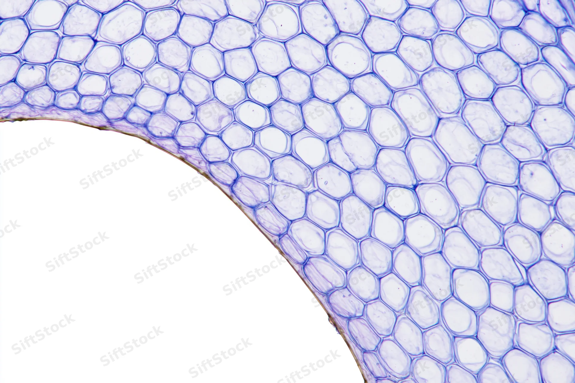Cross-section of a plant stem showing cellular structure under light microscopy