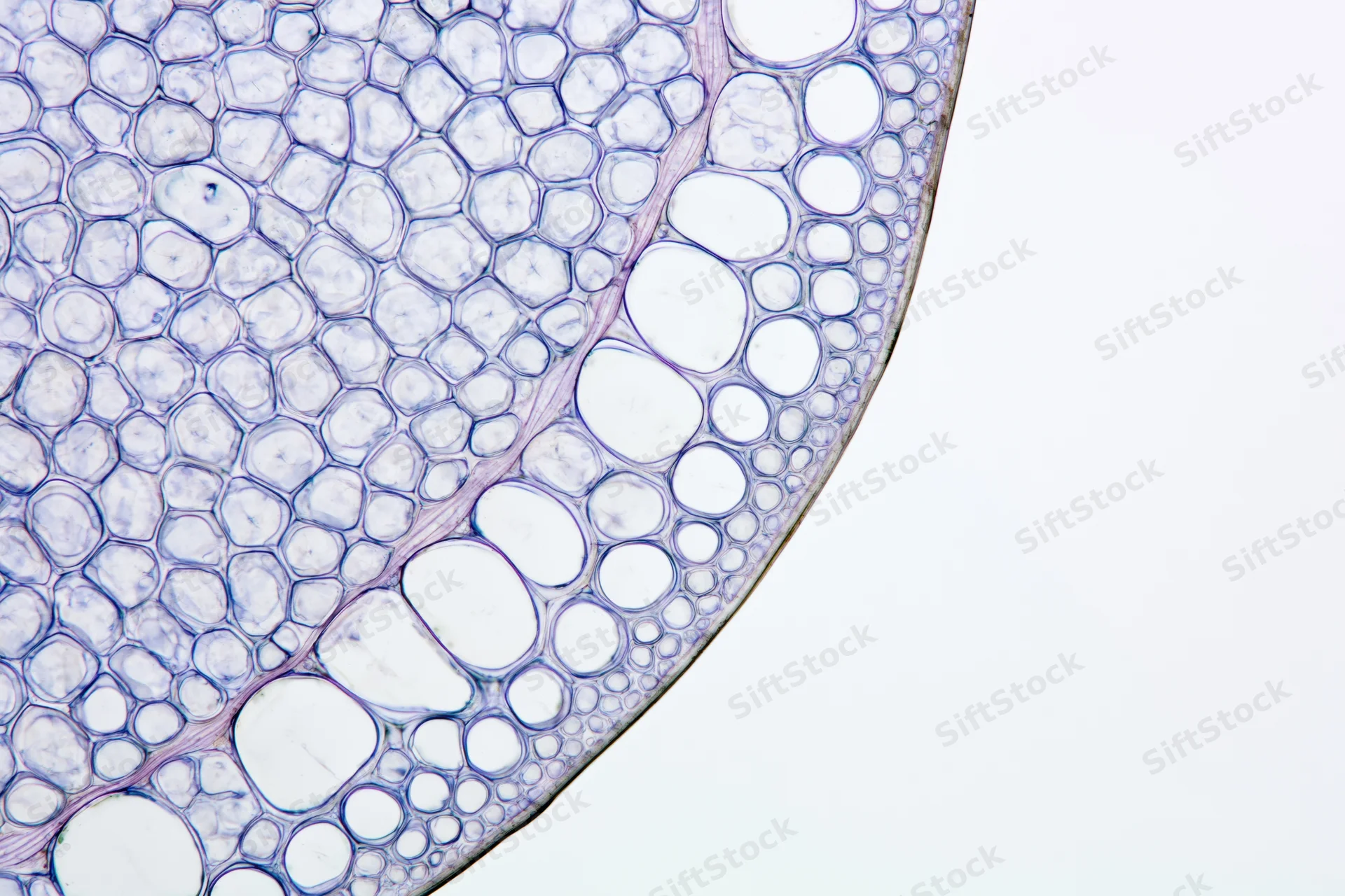 Cross-section of a plant stem under light microscopy showing cellular structure and vascular tissue arrangement