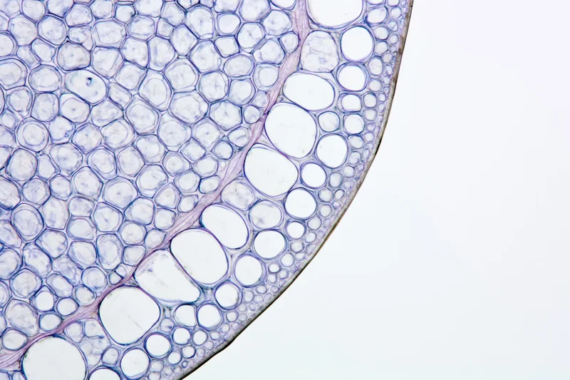 Cross-section of a plant stem under light microscopy showing cellular structure and vascular tissue arrangement