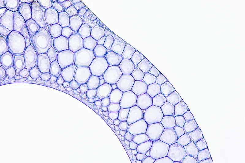 Cross-section of a plant stem showing cellular structure under light microscopy